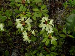 Rhododendron aureum