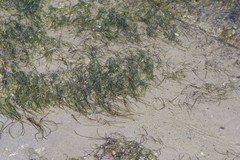Zostera capensis