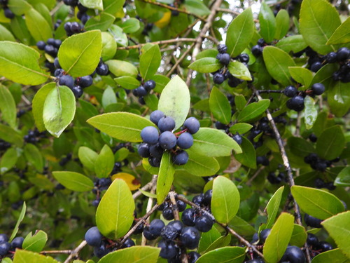 Fillirea