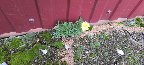 Tagetes erecta
