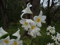Lilium candidum