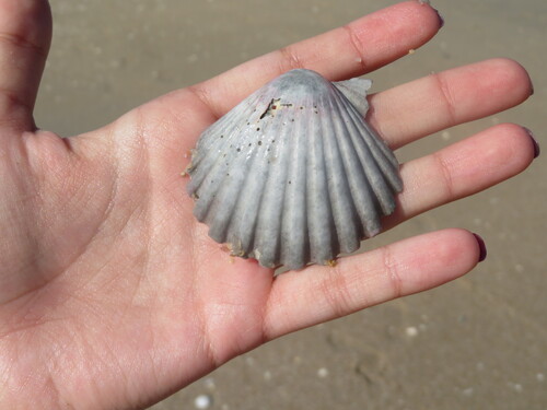 Pecten maximus