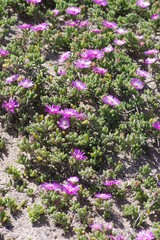 Drosanthemum