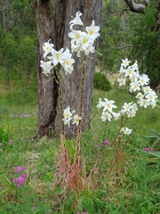Lilium candidum