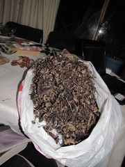 Fungi
