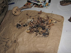 Fungi
