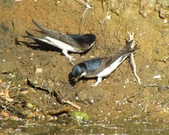 Delichon urbicum urbicum