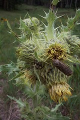 Cirsium parryi