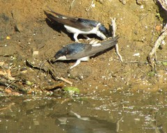 Delichon urbicum urbicum