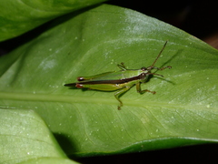 Gesonula