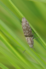 Actenicerus siaelandicus