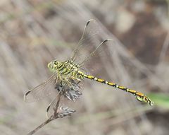 Ceratogomphus pictus