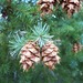 Rocky Mountains Douglas-Fir - Photo (c) Eric Keith, some rights reserved (CC BY-NC), uploaded by Eric Keith