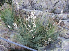 Linaria nivea