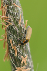 Rhagonycha nigriventris