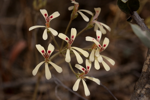 Wuppertal storksbill (Pelargonium wuppertalense)