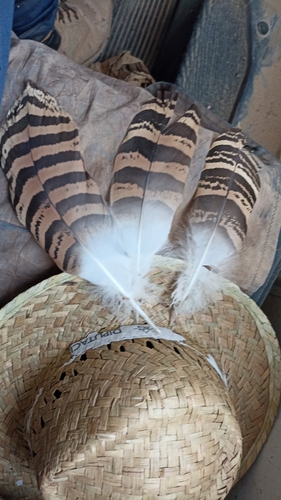 Plume de Outarde barbue
