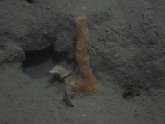 Ulosa digitata