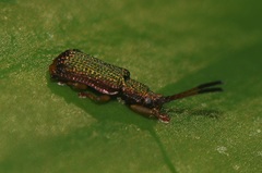 Prionispa longicornis