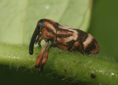 Sternuchopsis clausus