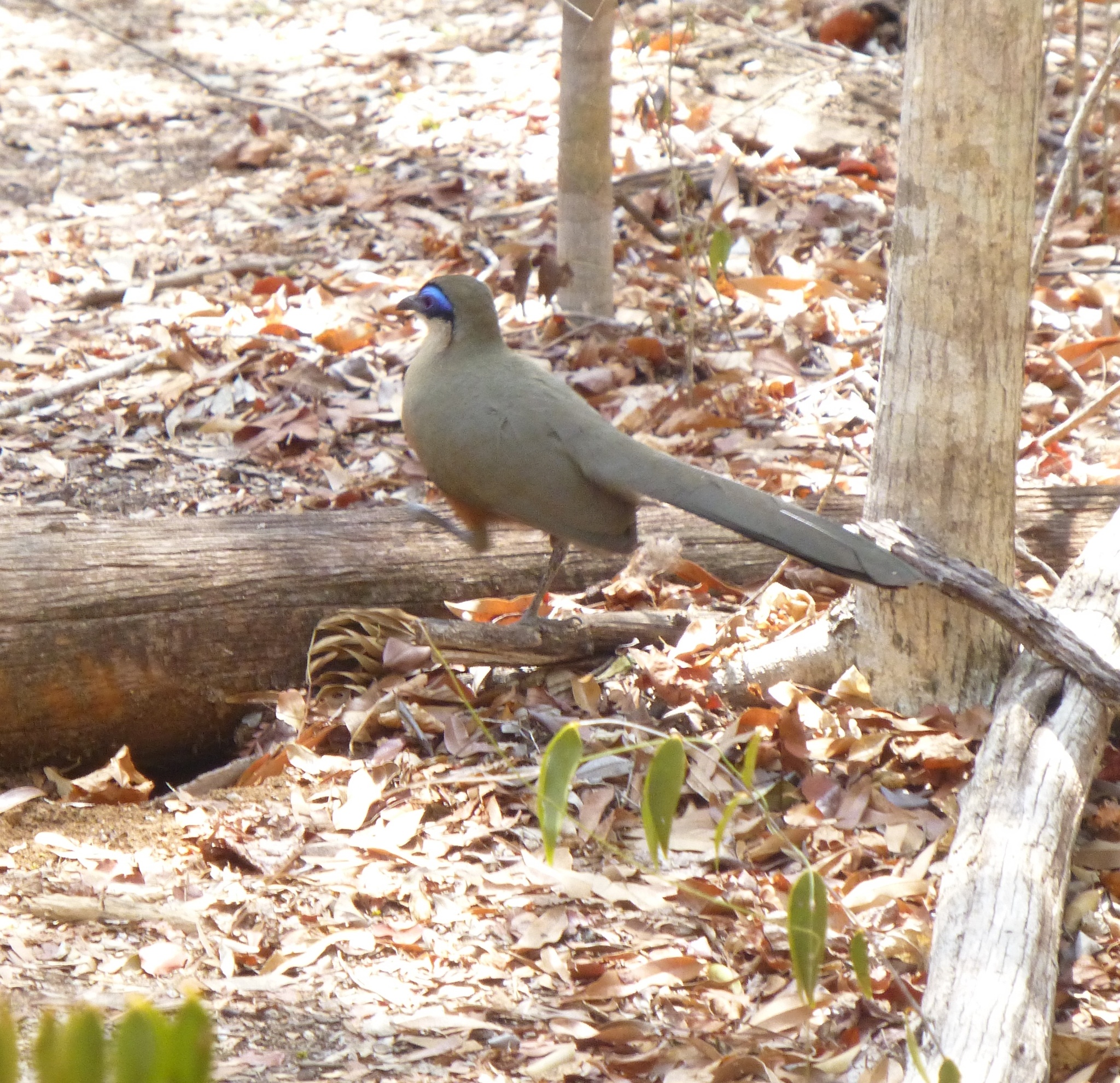 Coquerel's Coua (Coua coquereli), photo 9