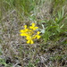 Small-flower Prairie Wallflower - Photo (c) Carla Church, some rights reserved (CC BY-NC), uploaded by Carla Church
