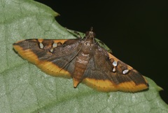 Prophantis adusta