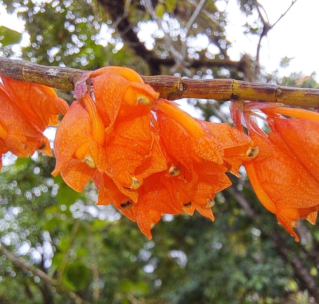 Dendrobium cochleatum J.J.Sm. 2