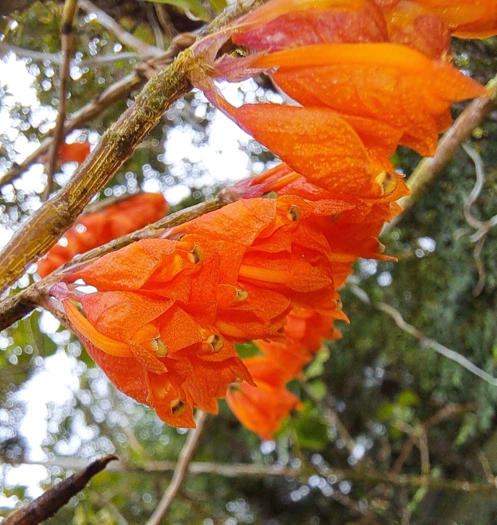 Dendrobium cochleatum J.J.Sm. 3