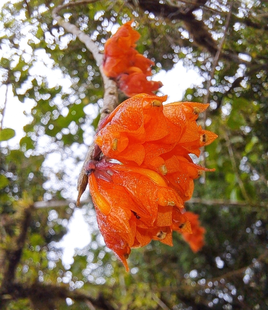 Dendrobium cochleatum J.J.Sm. 4