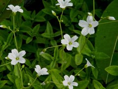 Cerastium pauciflorum
