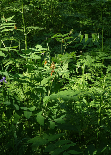 Gmelin’s vetchling (Lathyrus gmelinii)