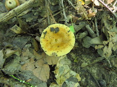 Russula pectinatoides