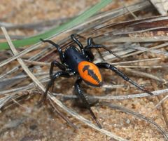 Psammorygma aculeatum