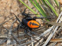 Psammorygma aculeatum