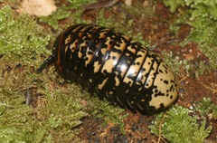 Arthrosphaera versicolor