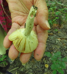 Russula pectinatoides