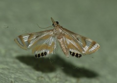 Eoophyla peribocalis