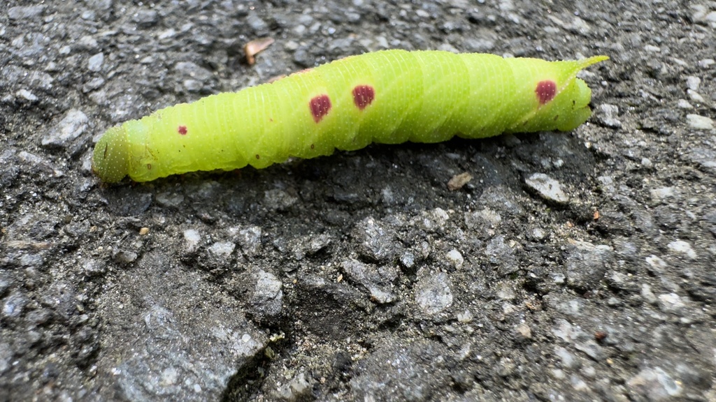 Small-eyed Sphinx from Eastmoor Dr, Asheville, NC, US on September 27 ...