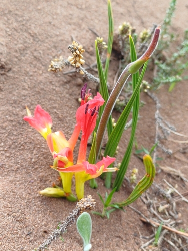 Fine Rat-tail Bobbejaantjie (Babiana ringens)