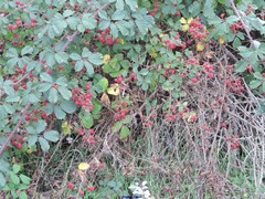 Rubus carpetanus