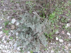 Santolina rosmarinifolia