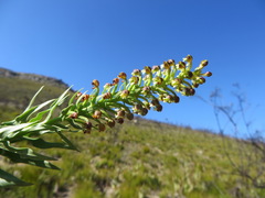 Brachycorythis macowaniana