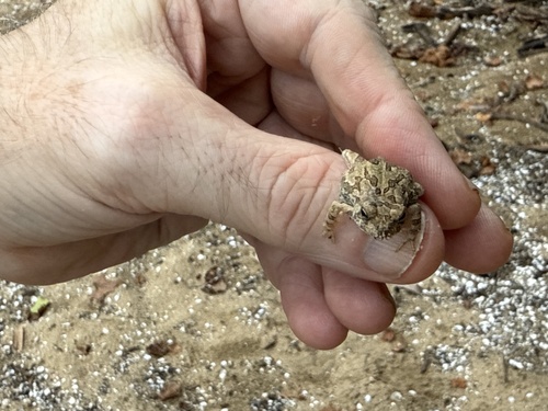 Fowler's Toad