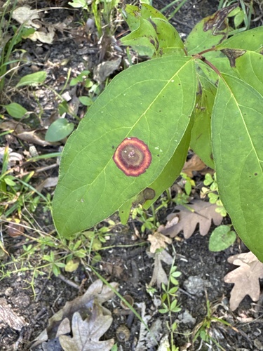 Unknown species found near Washburn Ave S, Minneapolis, MN, US