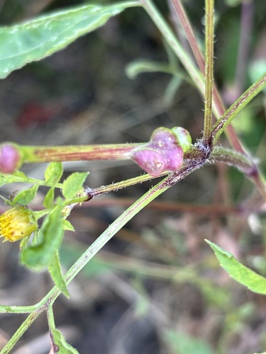 Unknown species found near Fullersburg Woods, Oak Brook, IL, US