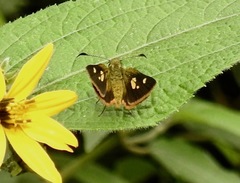 Dalla