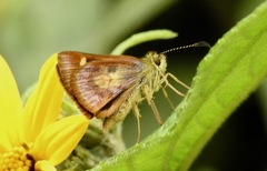 Dalla