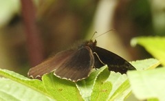 Panyapedaliodes drymaea