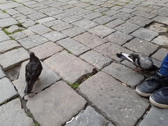 Columba livia domestica